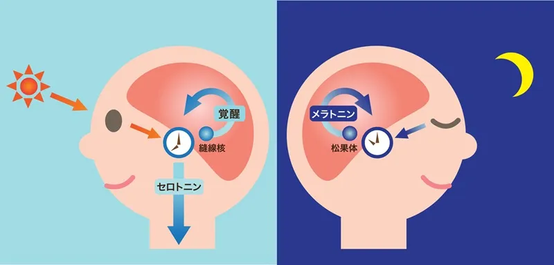 松果体の活性化